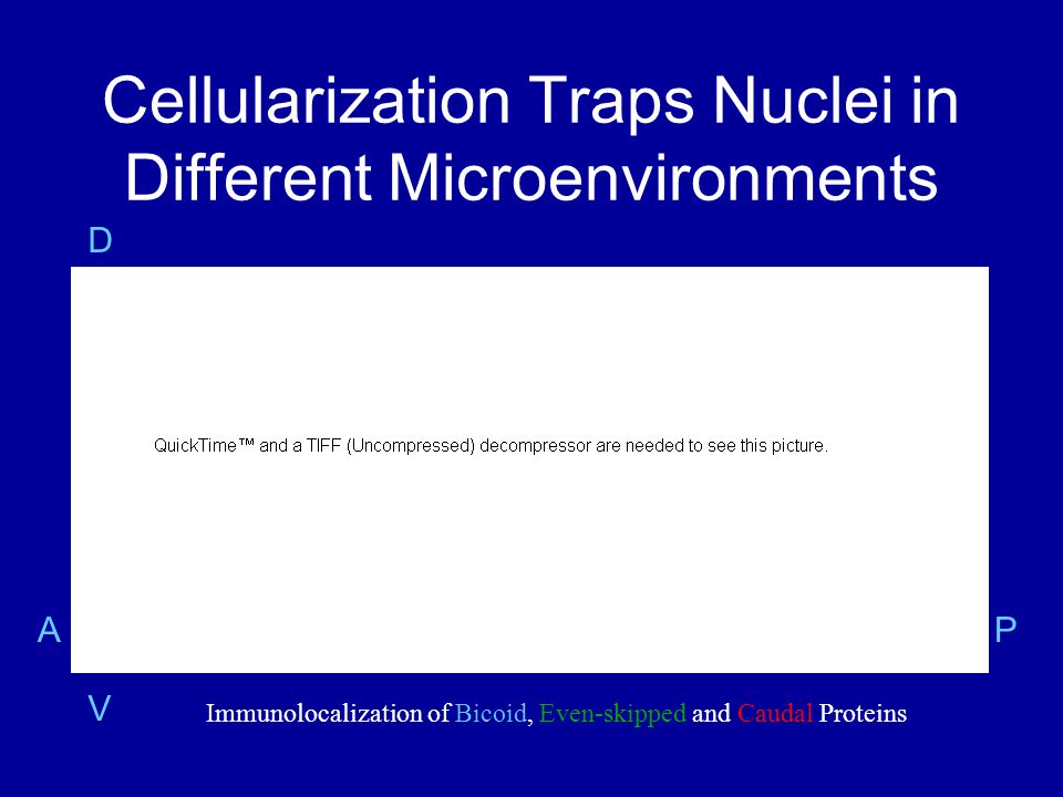Cellularization Traps Nuclei in Different Microenvironments Immunolocalization of Bicoid, Even-skipped and Caudal Proteins A P DVDV