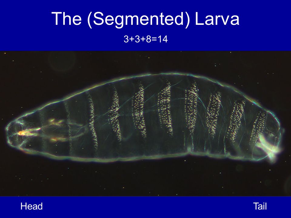 The (Segmented) Larva HeadTail 3+3+8=14