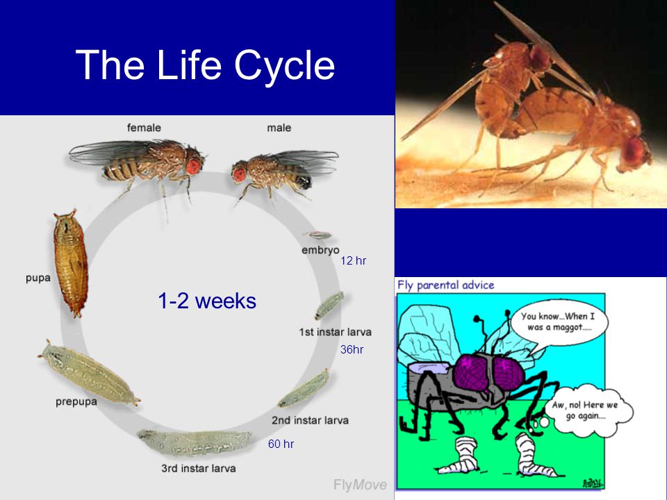 The Life Cycle 1-2 weeks 36hr 60 hr 12 hr