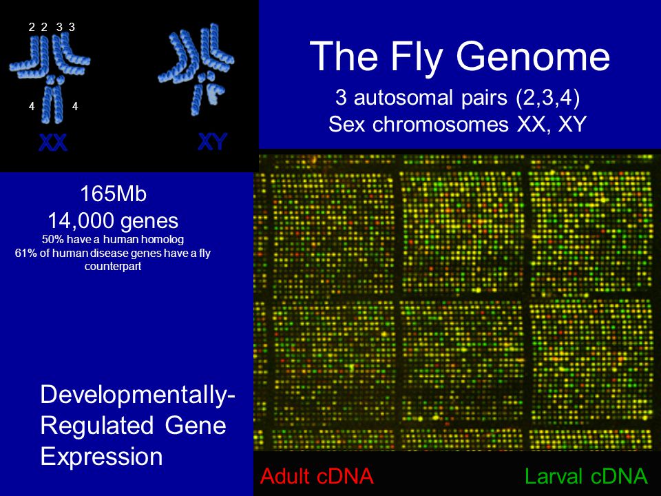Adult cDNALarval cDNA Developmentally- Regulated Gene Expression The Fly Genome 3 autosomal pairs (2,3,4) Sex chromosomes XX, XY 165Mb 14,000 genes 50% have a human homolog 61% of human disease genes have a fly counterpart
