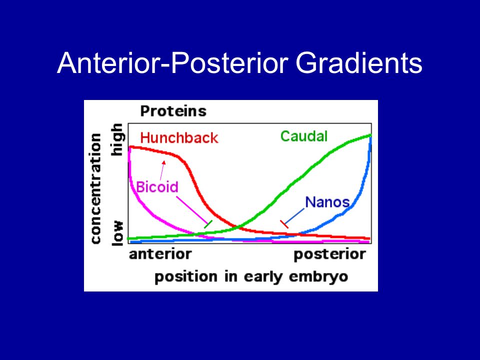 Anterior-Posterior Gradients