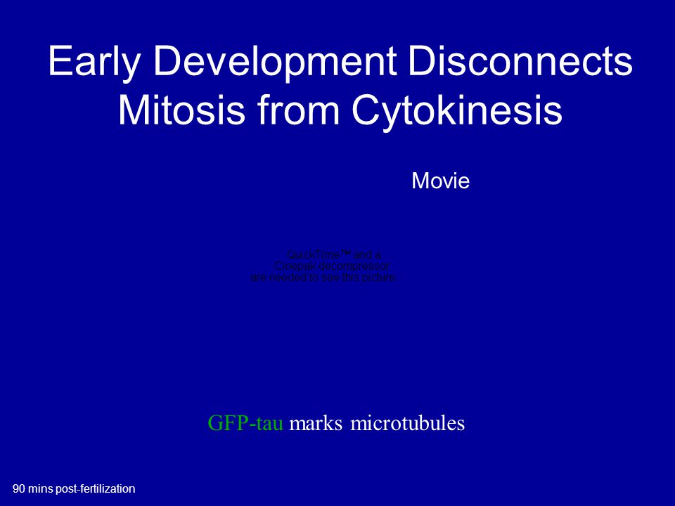 Early Development Disconnects Mitosis from Cytokinesis GFP-tau marks microtubules Movie 90 mins post-fertilization