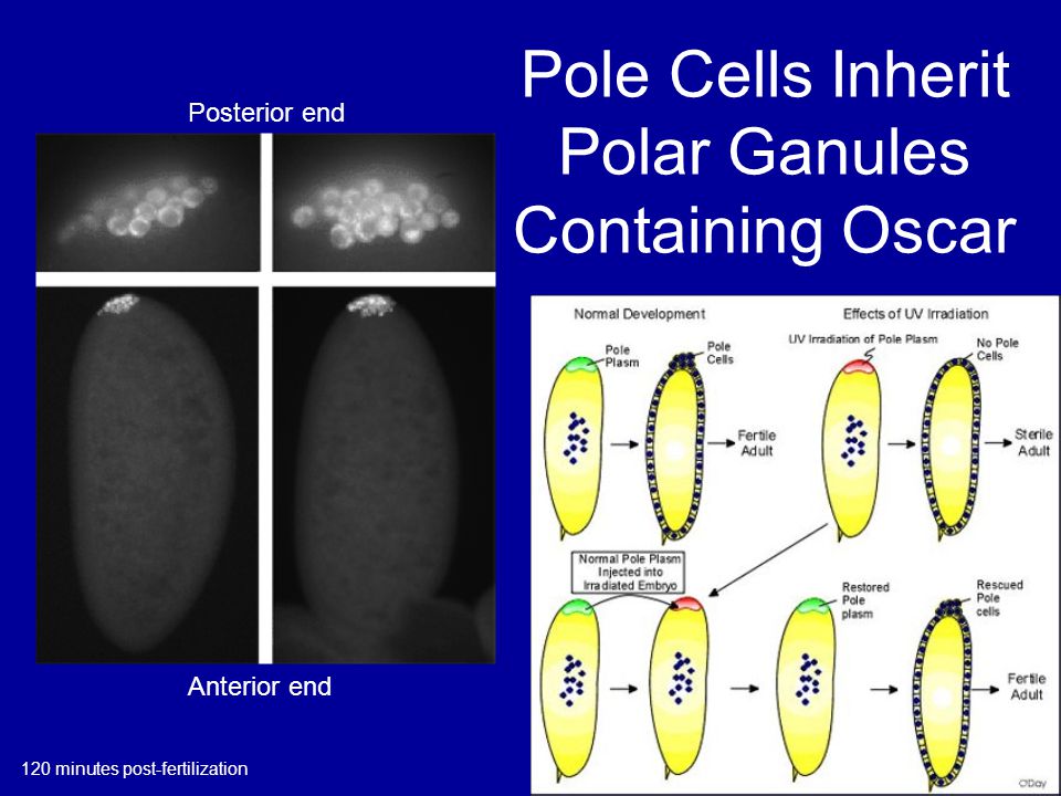 Pole Cells Inherit Polar Ganules Containing Oscar Posterior end Anterior end 120 minutes post-fertilization