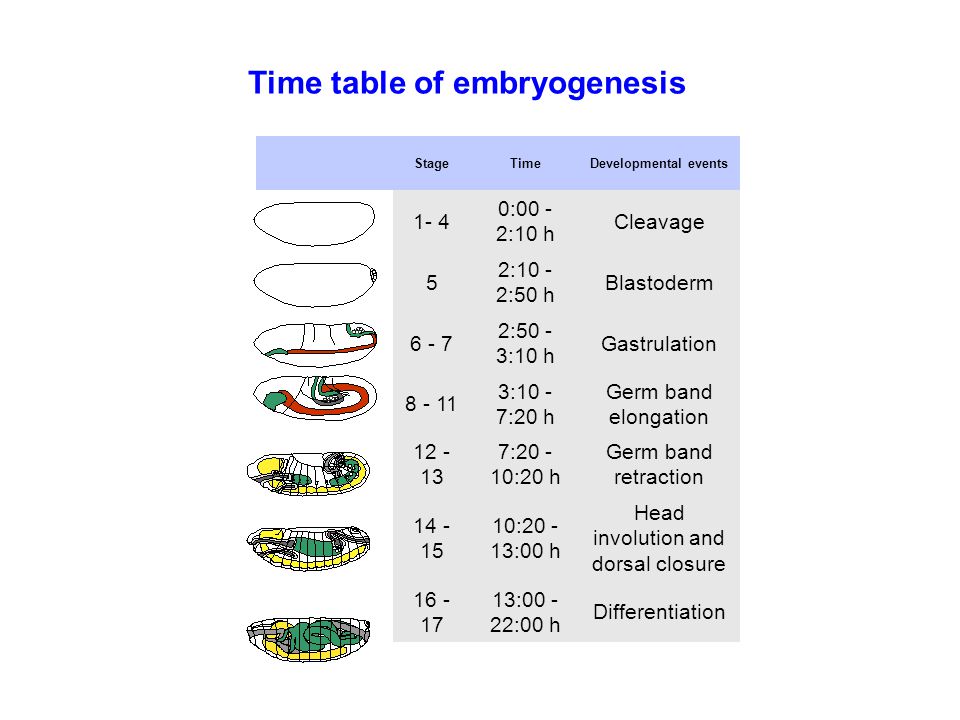 Time table of embryogenesis StageTimeDevelopmental events :00 - 2:10 h Cleavage 5 2:10 - 2:50 h Blastoderm :50 - 3:10 h Gastrulation :10 - 7:20 h Germ band elongation : :20 h Germ band retraction : :00 h Head involution and dorsal closure : :00 h Differentiation