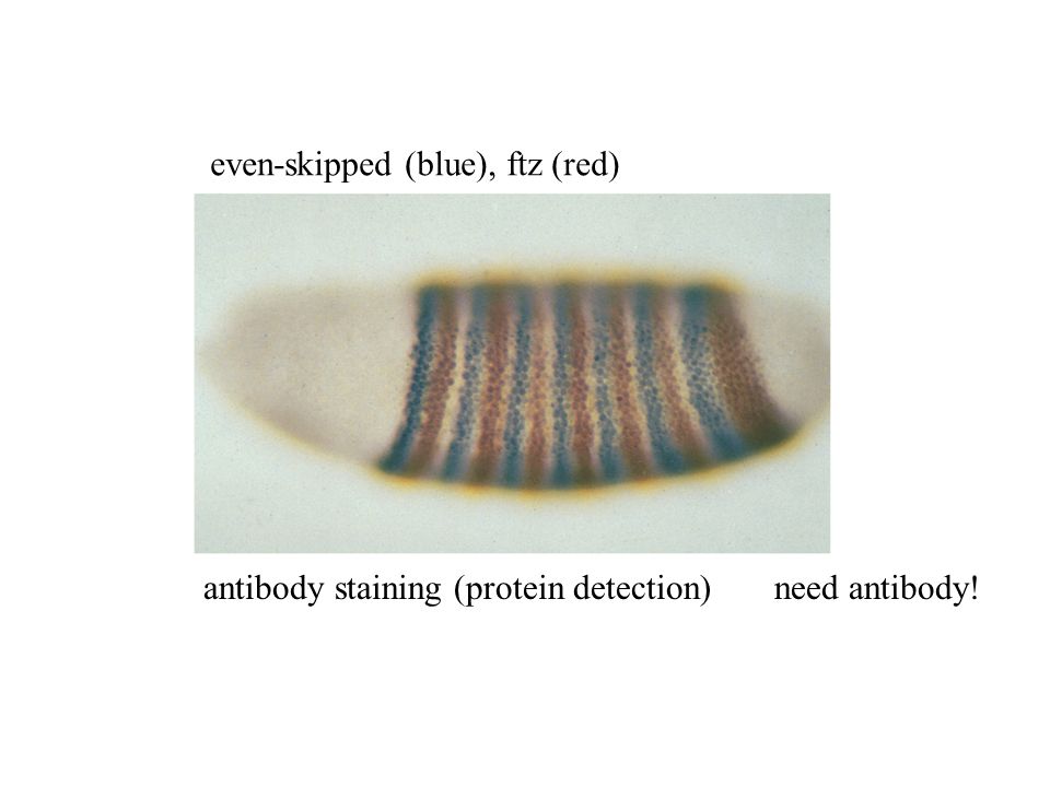 even-skipped (blue), ftz (red) antibody staining (protein detection) need antibody!