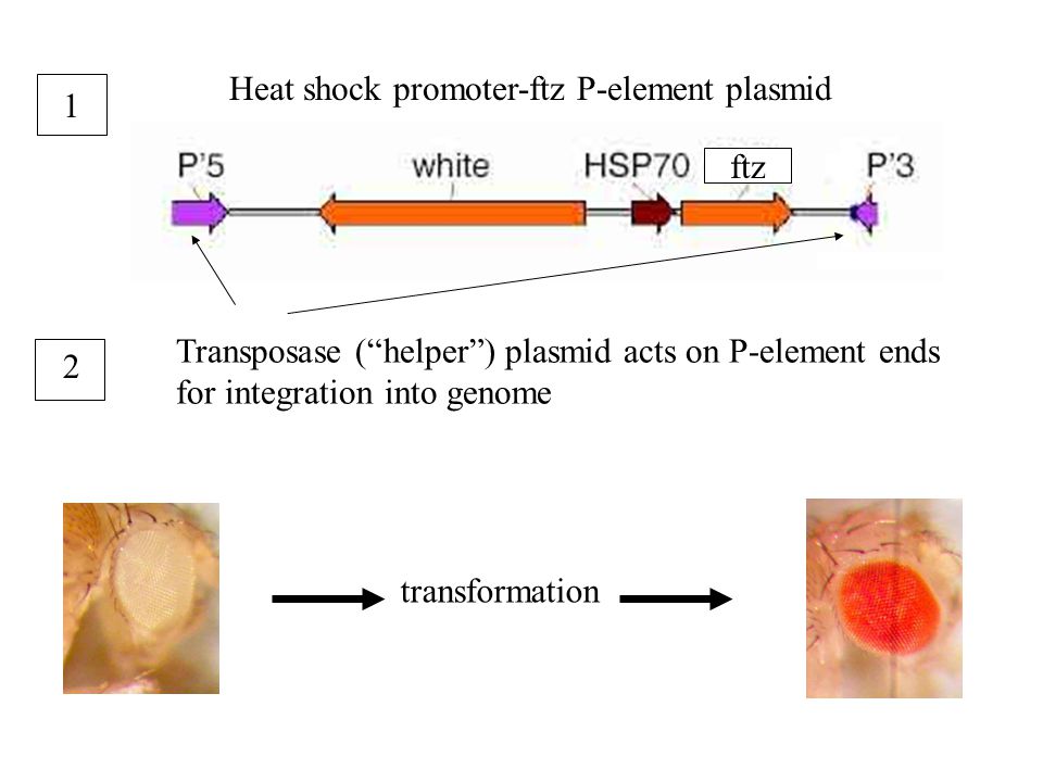 Heat shock promoter-ftz P-element plasmid Adapted from Wang and Lin, 2004 transformation ftz 1 Transposase ( helper ) plasmid acts on P-element ends for integration into genome 2
