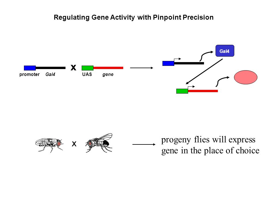 x promoterGal4UASgene Gal4 Regulating Gene Activity with Pinpoint Precision progeny flies will express gene in the place of choice