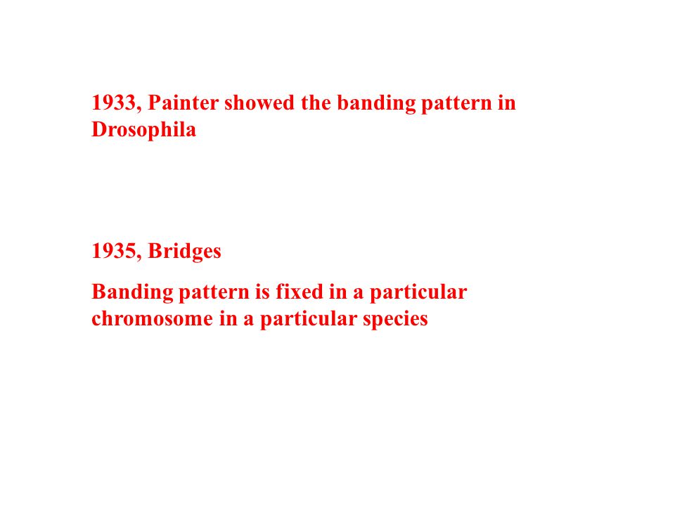 1933, Painter showed the banding pattern in Drosophila 1935, Bridges Banding pattern is fixed in a particular chromosome in a particular species