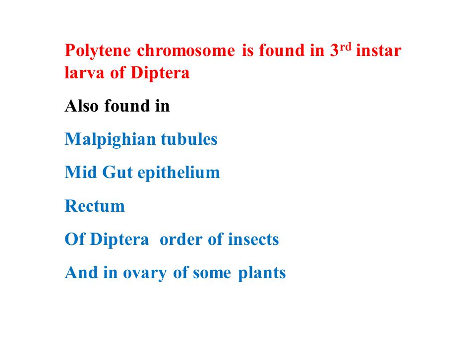 Polytene chromosome is found in 3 rd instar larva of Diptera Also found in Malpighian tubules Mid Gut epithelium Rectum Of Diptera order of insects And in ovary of some plants