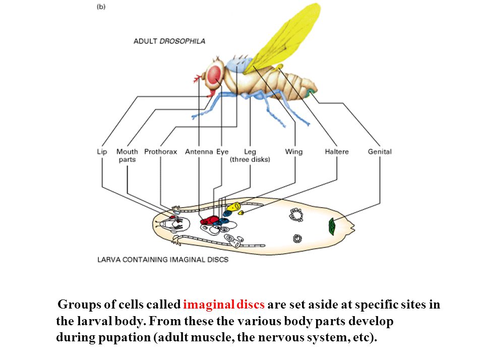 Groups of cells called imaginal discs are set aside at specific sites in the larval body.