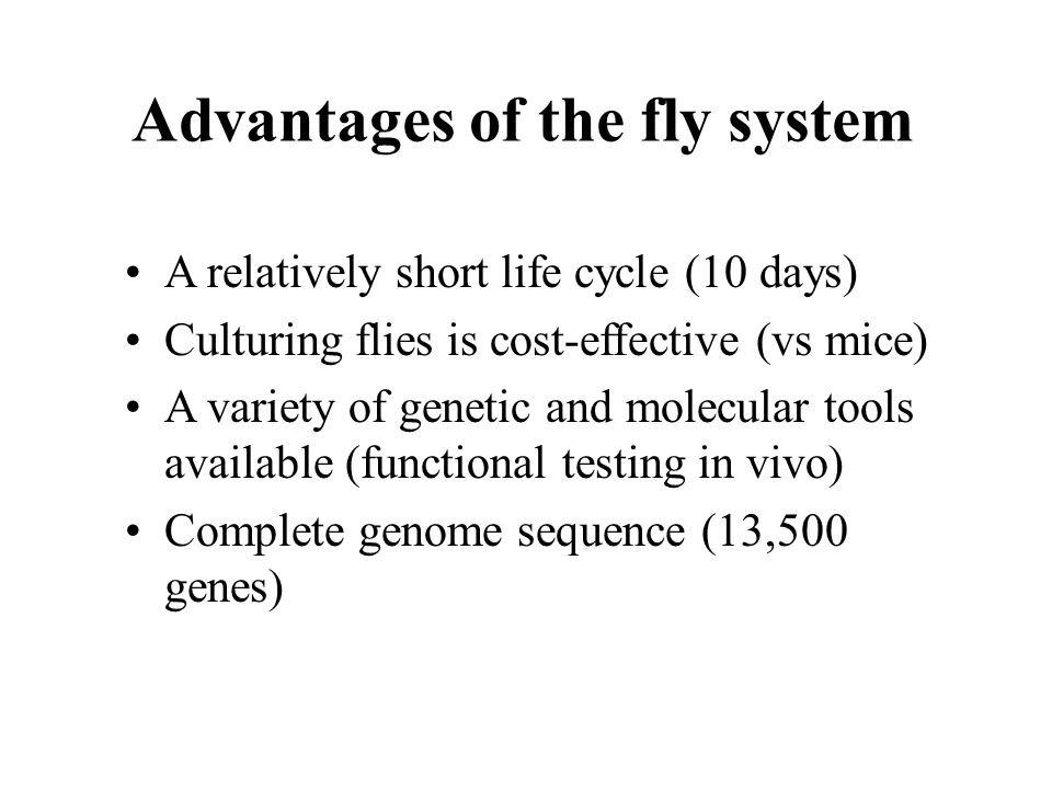 A relatively short life cycle (10 days) Culturing flies is cost-effective (vs mice) A variety of genetic and molecular tools available (functional testing in vivo) Complete genome sequence (13,500 genes) Advantages of the fly system