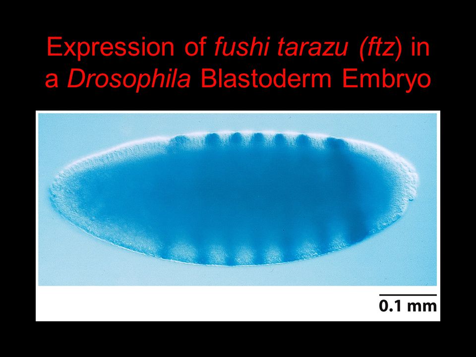Expression of fushi tarazu (ftz) in a Drosophila Blastoderm Embryo
