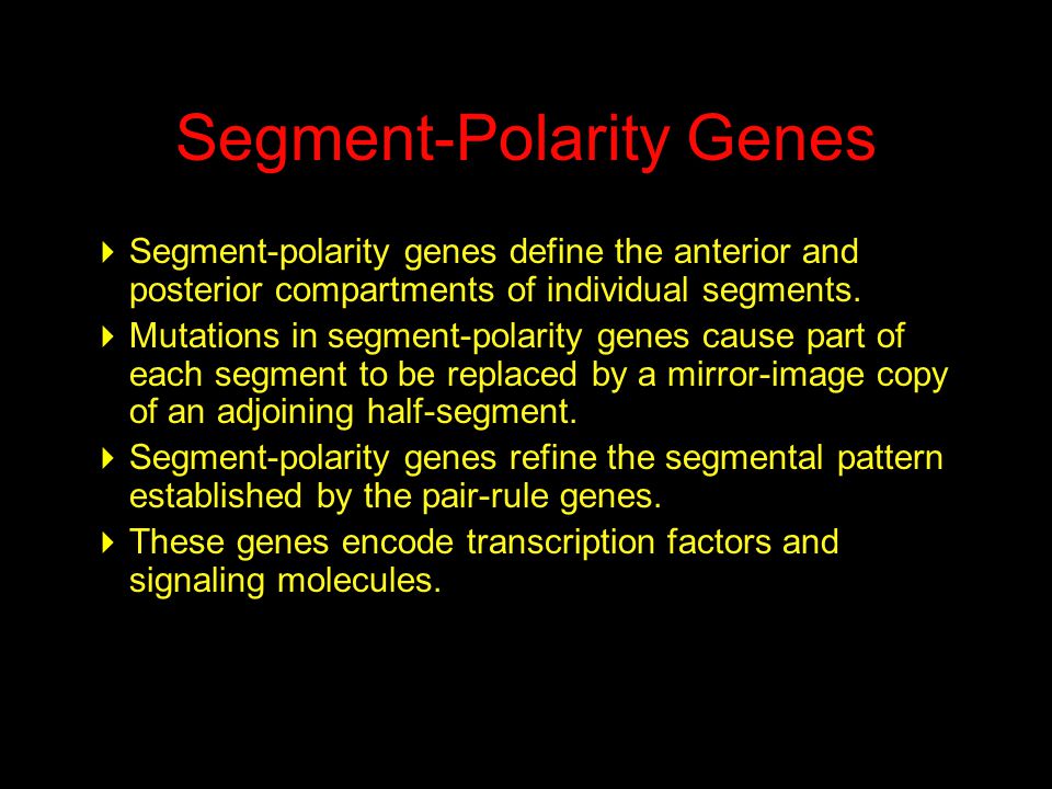 Segment-Polarity Genes  Segment-polarity genes define the anterior and posterior compartments of individual segments.