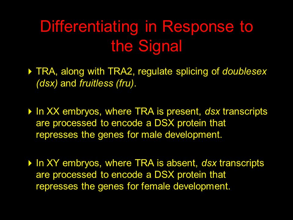 Differentiating in Response to the Signal  TRA, along with TRA2, regulate splicing of doublesex (dsx) and fruitless (fru).