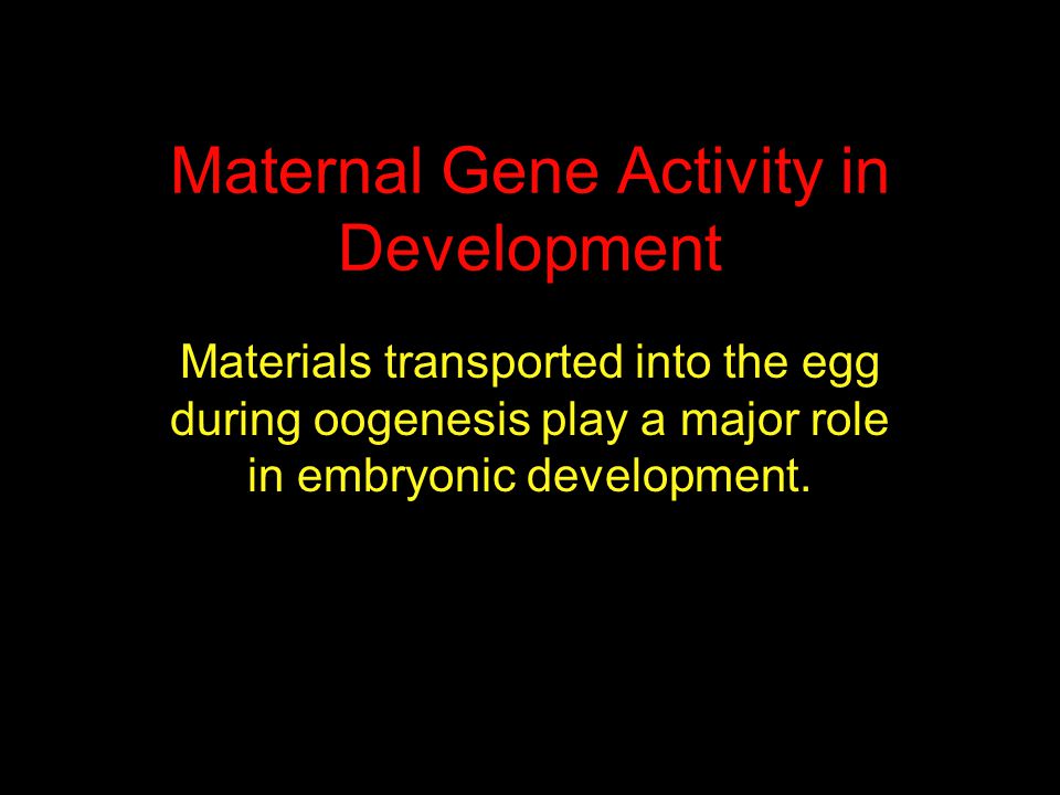 Maternal Gene Activity in Development Materials transported into the egg during oogenesis play a major role in embryonic development.