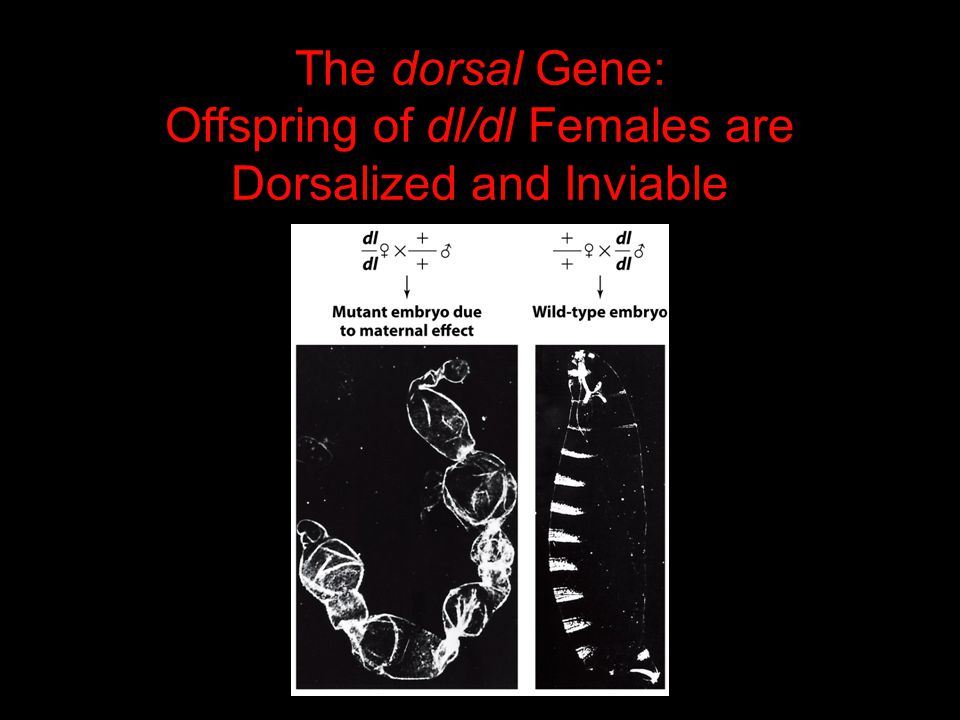 The dorsal Gene: Offspring of dl/dl Females are Dorsalized and Inviable