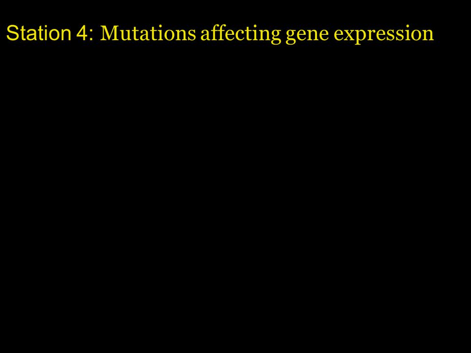 Station 4: Mutations affecting gene expression