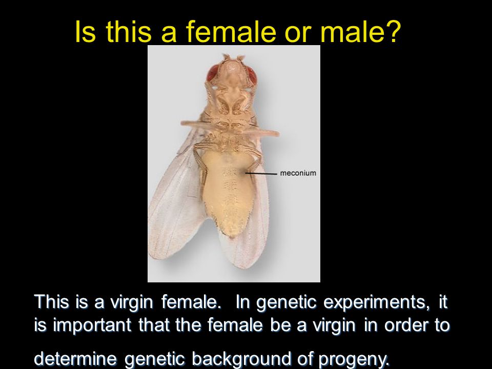 Is this a female or male. This is a virgin female.