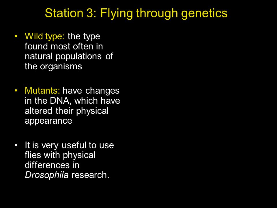 Station 3: Flying through genetics Wild type: the type found most often in natural populations of the organisms Mutants: have changes in the DNA, which have altered their physical appearance It is very useful to use flies with physical differences in Drosophila research.
