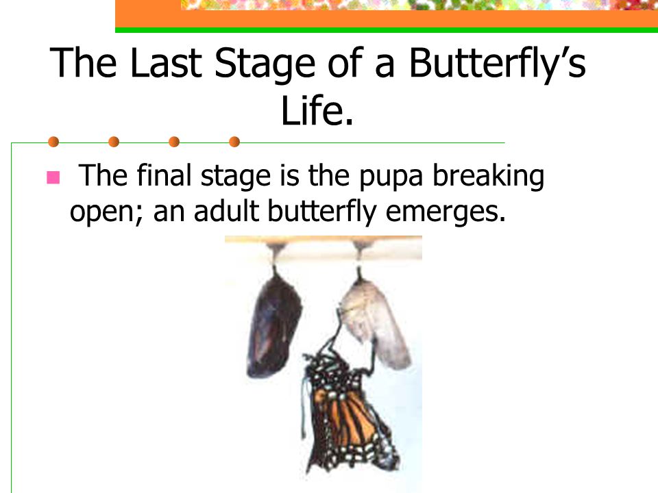 The Last Stage of a Butterfly’s Life.