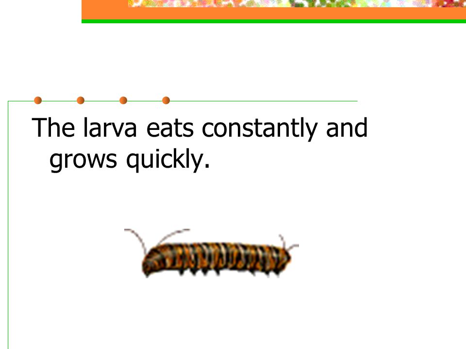 The larva eats constantly and grows quickly.