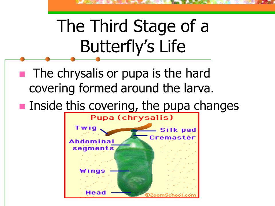 The Third Stage of a Butterfly’s Life The chrysalis or pupa is the hard covering formed around the larva.