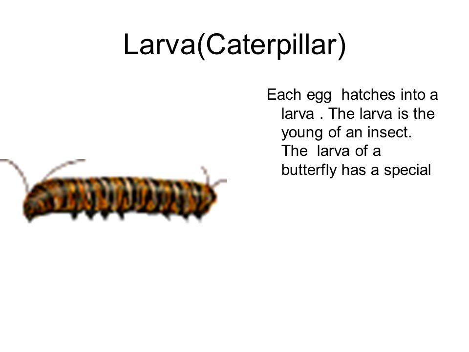 Larva(Caterpillar) Each egg hatches into a larva. The larva is the young of an insect.