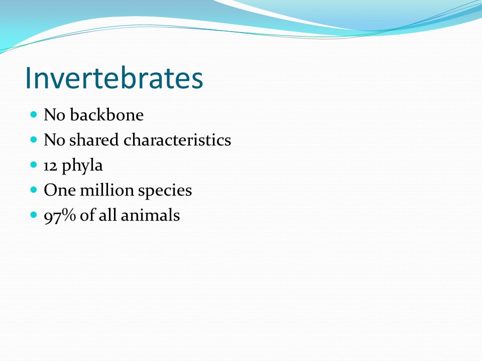 Invertebrates No backbone No shared characteristics 12 phyla One million species 97% of all animals