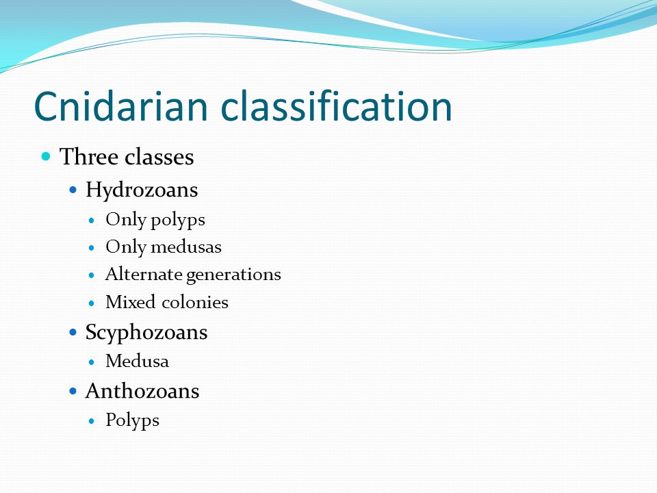 Cnidarian classification Three classes Hydrozoans Only polyps Only medusas Alternate generations Mixed colonies Scyphozoans Medusa Anthozoans Polyps