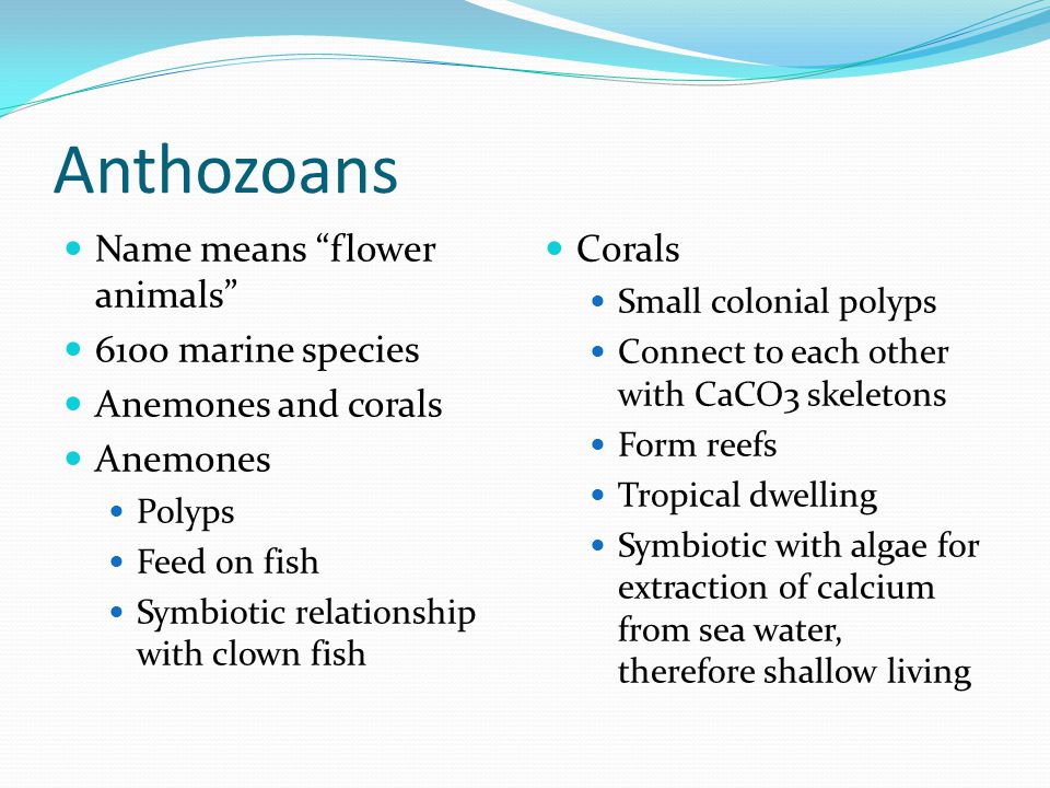 Anthozoans Name means flower animals 6100 marine species Anemones and corals Anemones Polyps Feed on fish Symbiotic relationship with clown fish Corals Small colonial polyps Connect to each other with CaCO3 skeletons Form reefs Tropical dwelling Symbiotic with algae for extraction of calcium from sea water, therefore shallow living