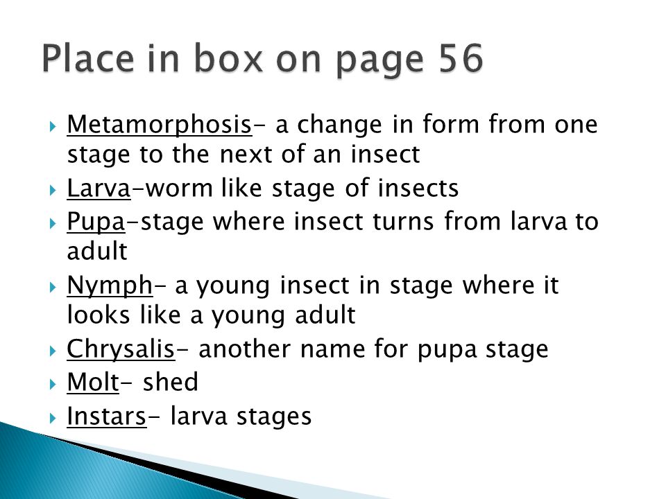  Metamorphosis- a change in form from one stage to the next of an insect  Larva-worm like stage of insects  Pupa-stage where insect turns from larva to adult  Nymph- a young insect in stage where it looks like a young adult  Chrysalis- another name for pupa stage  Molt- shed  Instars- larva stages
