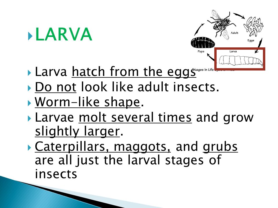  LARVA  Larva hatch from the eggs  Do not look like adult insects.