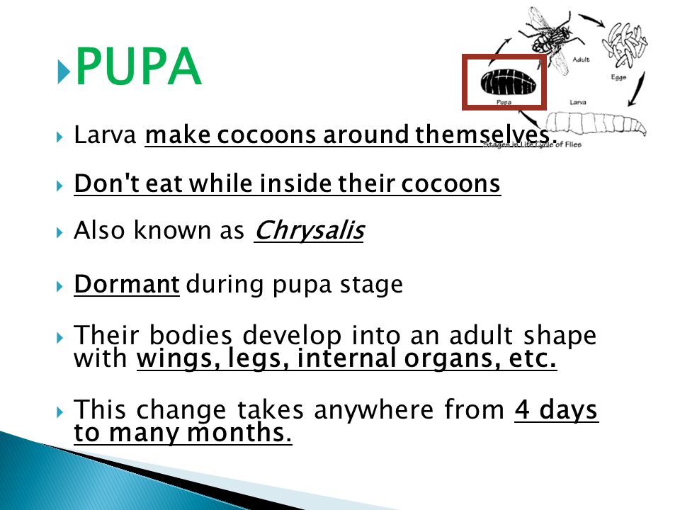 PPUPA LLarva make cocoons around themselves.