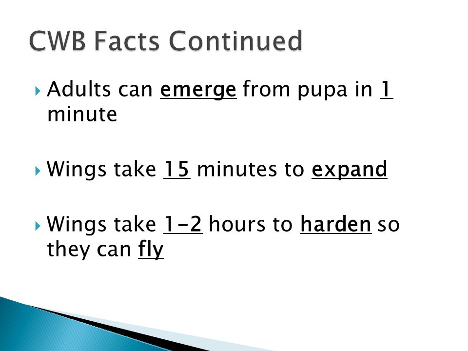  Adults can emerge from pupa in 1 minute  Wings take 15 minutes to expand  Wings take 1-2 hours to harden so they can fly