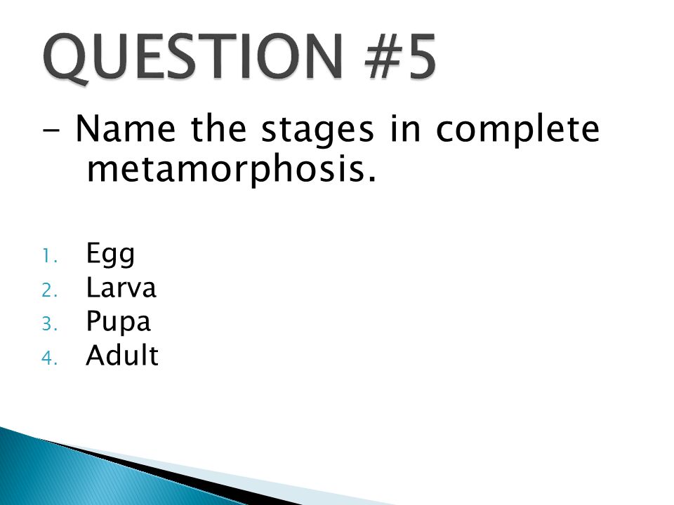 - Name the stages in complete metamorphosis. 1. Egg 2. Larva 3. Pupa 4. Adult