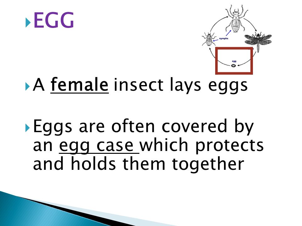  EGG  A female insect lays eggs  Eggs are often covered by an egg case which protects and holds them together