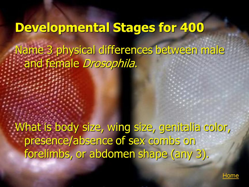 Developmental Stages for 400 Name 3 physical differences between male and female Drosophila.