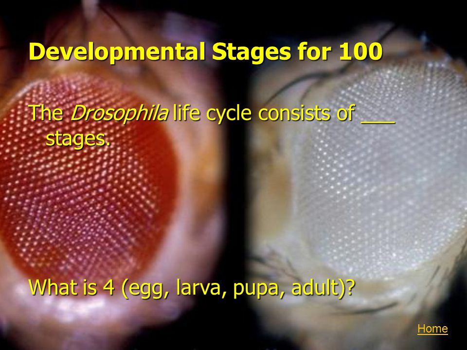 Developmental Stages for 100 The Drosophila life cycle consists of ___ stages.
