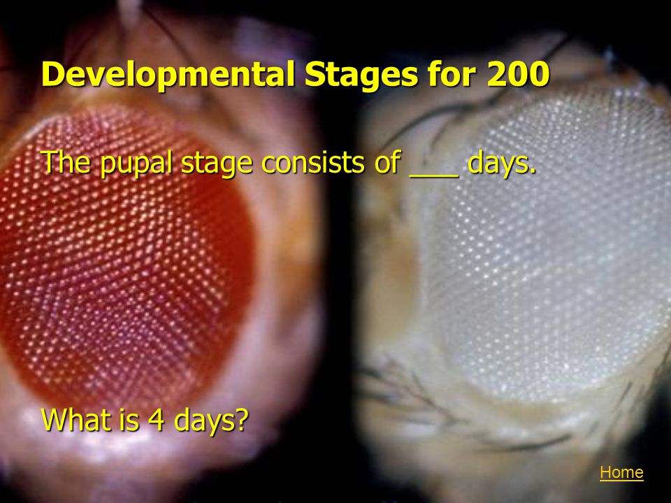Developmental Stages for 200 The pupal stage consists of ___ days. What is 4 days Home