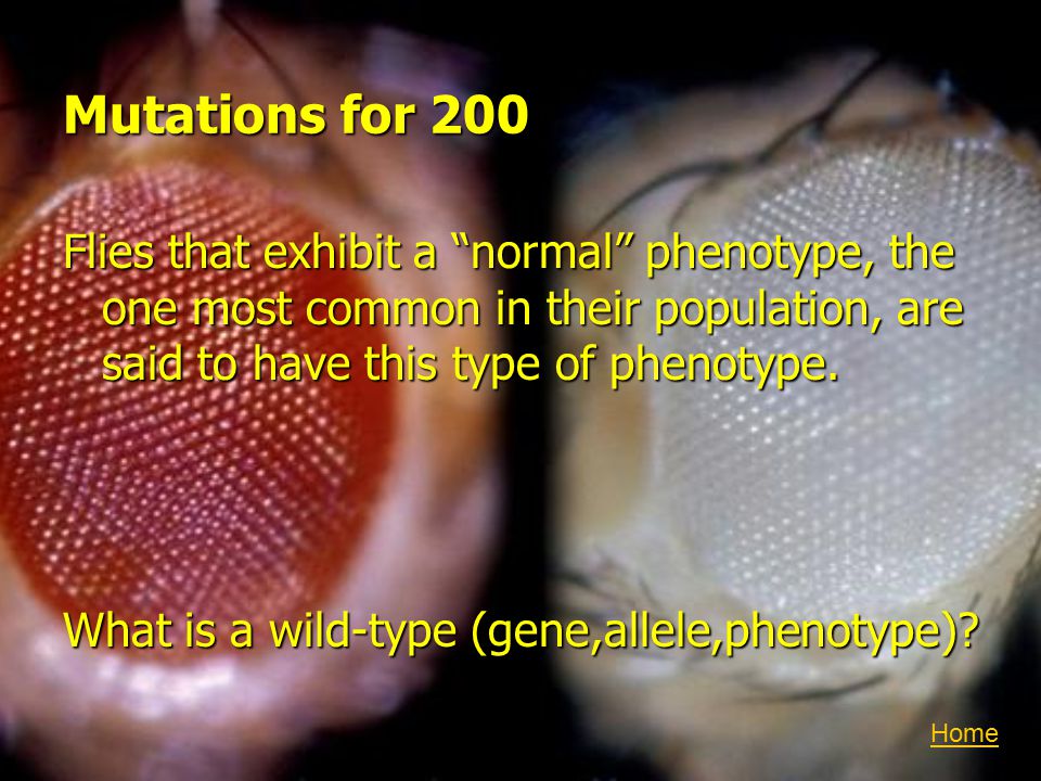Mutations for 200 Flies that exhibit a normal phenotype, the one most common in their population, are said to have this type of phenotype.