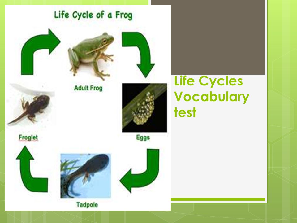 Life Cycles Vocabulary test