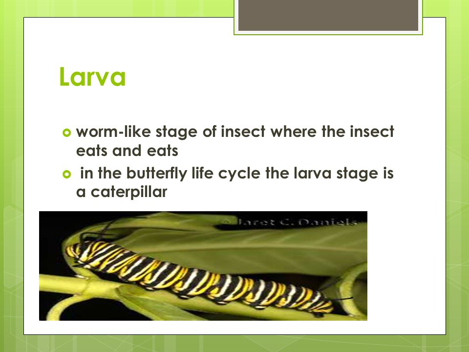 Larva  worm-like stage of insect where the insect eats and eats  in the butterfly life cycle the larva stage is a caterpillar