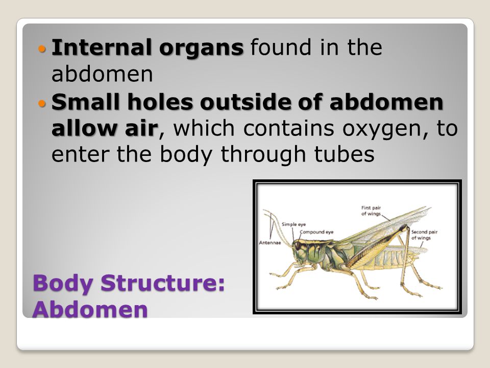 Body Structure: Abdomen Internal organs Internal organs found in the abdomen Small holes outside of abdomen allow air Small holes outside of abdomen allow air, which contains oxygen, to enter the body through tubes