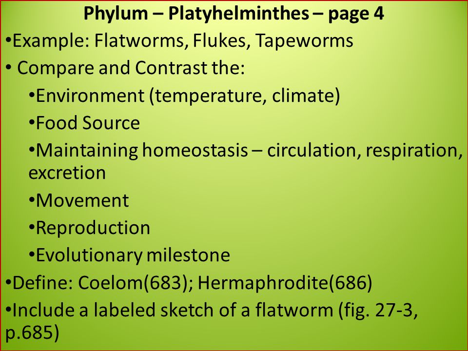 flatworms essay flatworms essay