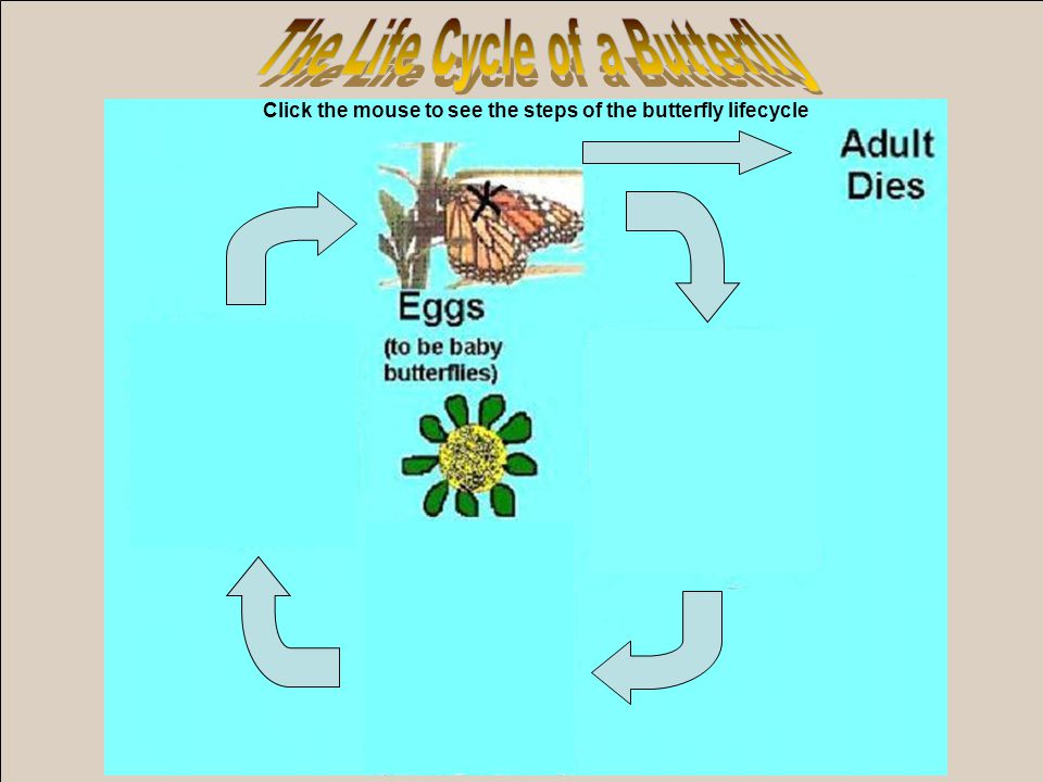 Click the mouse to see the steps of the butterfly lifecycle