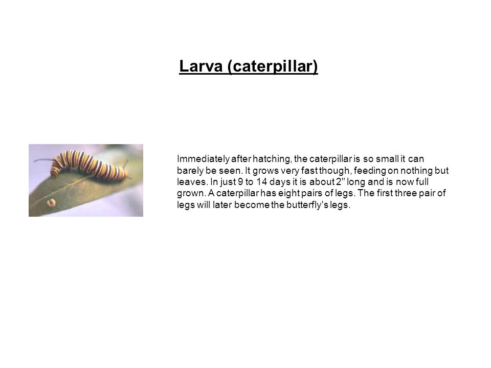 Immediately after hatching, the caterpillar is so small it can barely be seen.