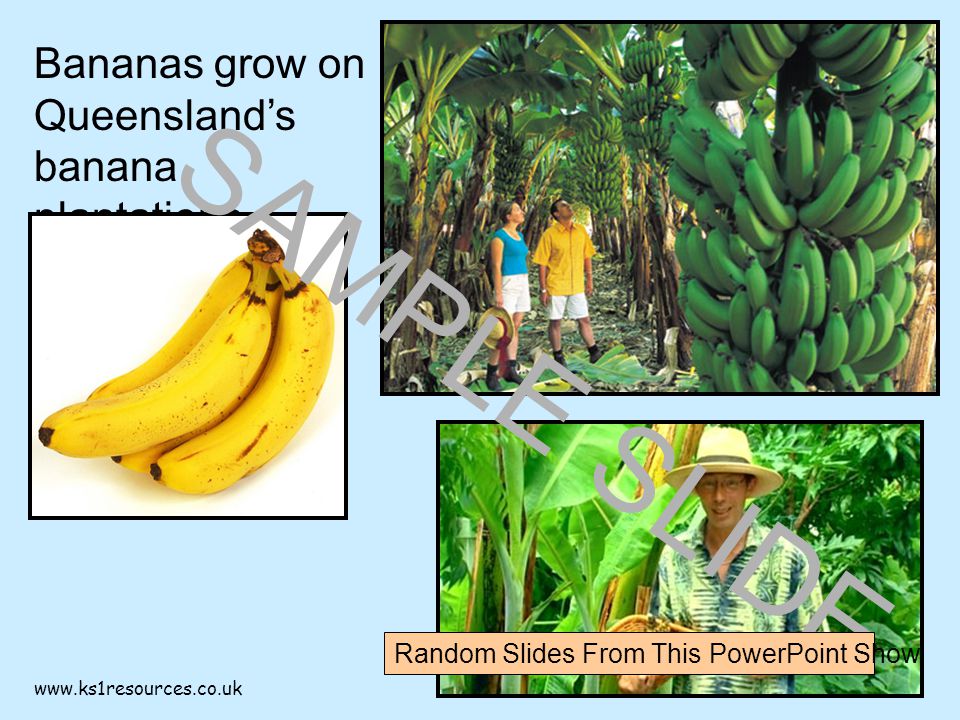 Bananas grow on Queensland’s banana plantations.