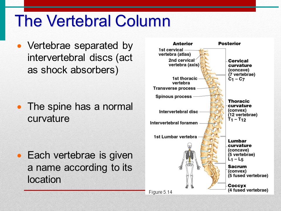 Worksheets Vertebral Column Worksheet vertebral column worksheet answers intrepidpath warm up create a word splash of what you know about bones think