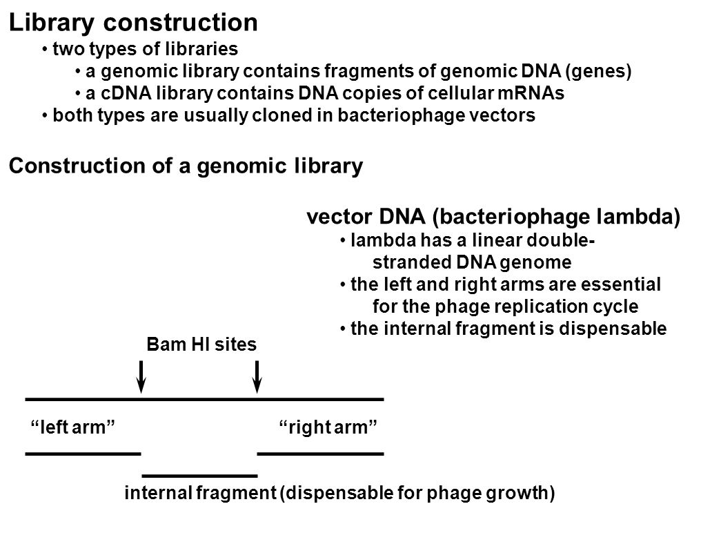 Library construction two types of libraries a genomic library contains fragments of genomic DNA (genes) a cDNA library contains DNA copies of cellular mRNAs both types are usually cloned in bacteriophage vectors Construction of a genomic library vector DNA (bacteriophage lambda) lambda has a linear double- stranded DNA genome the left and right arms are essential for the phage replication cycle the internal fragment is dispensable left arm right arm Bam HI sites internal fragment (dispensable for phage growth)