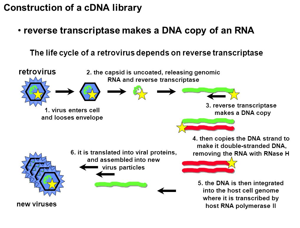Construction of a cDNA library reverse transcriptase makes a DNA copy of an RNA The life cycle of a retrovirus depends on reverse transcriptase retrovirus 1.